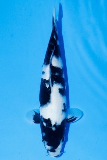 TATEGOI SHIRO-UTSURI WEIBLICH J. TOSAI Koi kaufen im Koishop