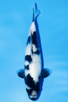 TATEGOI SHIRO-UTSURI WEIBLICH J.TOSAI Koi kaufen im Koishop