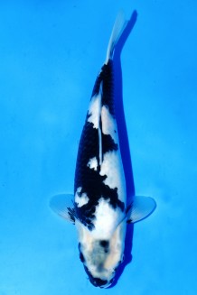 TATEGOI SHIRO-UTSURI WEIBLICH J. TOSAI Koi kaufen im Koishop