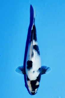 TATEGOI SHIRO-UTSURI WEIBLICH J. TOSAI Koi kaufen im Koishop