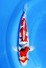 TATEGOI SHOWA +36CM