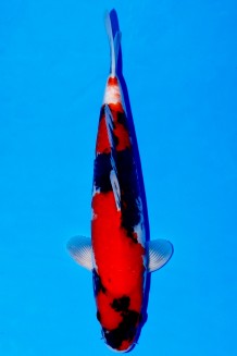 TATEGOI SHOWA +44 CM Koi kaufen im Koishop
