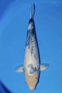 TATEGOI SHOWA Koi kaufen im Koishop