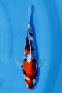 TATEGOI SHOWA Koi kaufen im Koishop