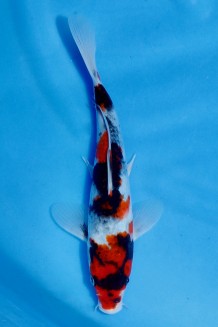 TATEGOI SHOWA Koi kaufen im Koishop