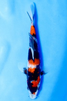 TATEGOI SHOWA Koi kaufen im Koishop