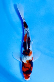 TATEGOI SHOWA Koi kaufen im Koishop