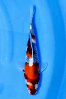 TATEGOI SHOWA Koi kaufen im Koishop