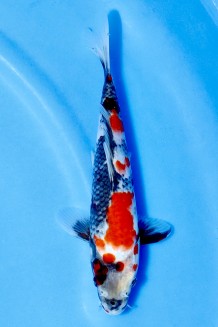 TATEGOI SHOWA Koi kaufen im Koishop