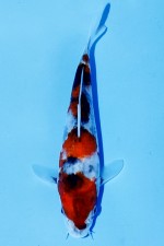 TATEGOI SHOWA