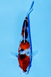 TATEGOI SHOWA Koi kaufen im Koishop