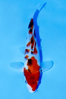 TATEGOI SHOWA Koi kaufen im Koishop
