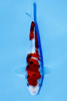 TATEGOI SHOWA Koi kaufen im Koishop