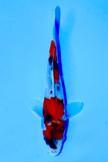 TATEGOI SHOWA Koi kaufen im Koishop