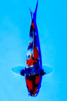 TATEGOI SHOWA Koi kaufen im Koishop