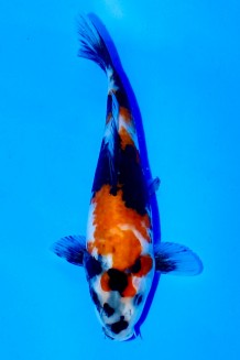 TATEGOI SHOWA Koi kaufen im Koishop