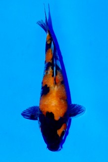 TATEGOI SHOWA Koi kaufen im Koishop