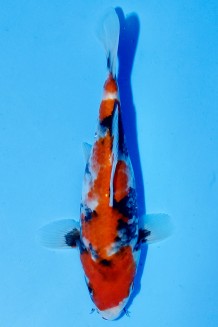 TATEGOI SHOWA Koi kaufen im Koishop