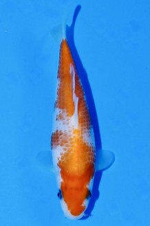 TATEGOI KOHAKU J. TOSAI Koi kaufen im Koishop