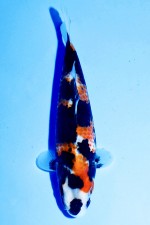 TATEGOI SHOWA J. TOSAI