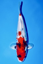 TATEGOI SHOWA WEIBLICH +39CM