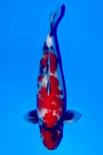 TATEGOI SHOWA WEIBLICH +43 CM