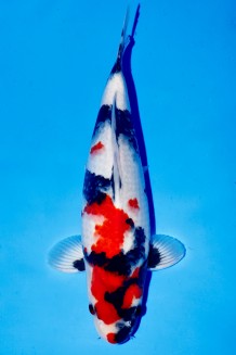 TATEGOI SHOWA WEIBLICH +44CM Koi kaufen im Koishop