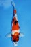 TATEGOI SHOWA WEIBLICH +53CM