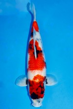 TATEGOI SHOWA WEIBLICH +53CM