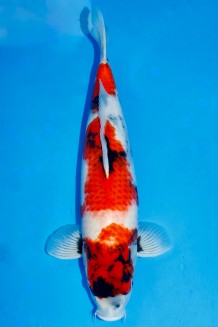 TATEGOI SHOWA WEIBLICH +53CM Koi kaufen im Koishop