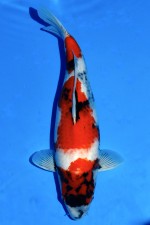 TATEGOI SHOWA WEIBLICH +55CM