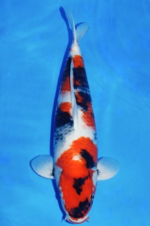 TATEGOI SHOWA WEIBLICH +56CM Koi kaufen im Koishop