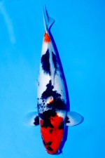 TATEGOI SHOWA WEIBLICH