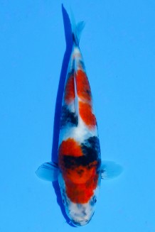 TATEGOI SHOWA WEIBLICH Koi kaufen im Koishop