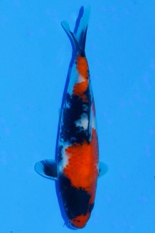 TATEGOI SHOWA WEIBLICH Koi kaufen im Koishop