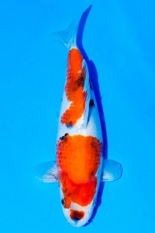 TATEGOI SHOWA WEIBLICH Koi kaufen im Koishop