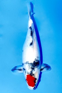 TATEGOI SHOWA WEIBLICH Koi kaufen im Koishop