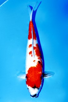 TATEGOI SHOWA WEIBLICH Koi kaufen im Koishop