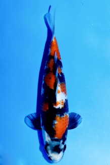 TATEGOI SHOWA WEIBLICH J. TOSAI Koi kaufen im Koishop