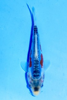 TATEGOI SHUSUI Koi kaufen im Koishop