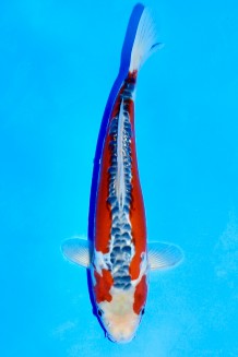 TATEGOI SHUSUI Koi kaufen im Koishop