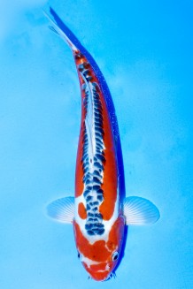 TATEGOI SHUSUI Koi kaufen im Koishop