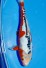 TATEGOI SHUSUI WEIBLICH +43CM