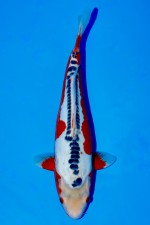 TATEGOI SHUSUI WEIBLICH +43CM