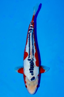 TATEGOI SHUSUI WEIBLICH +43CM Koi kaufen im Koishop