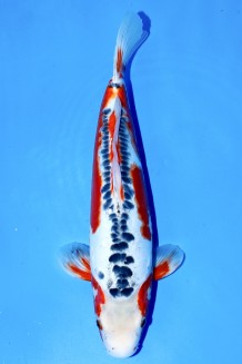 TATEGOI SHUSUI WEIBLICH +43CM Koi kaufen im Koishop