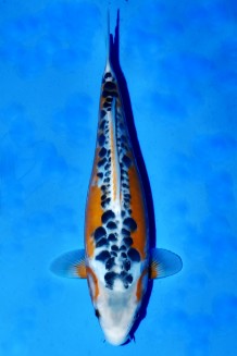 TATEGOI SHUSUI WEIBLICH Koi kaufen im Koishop