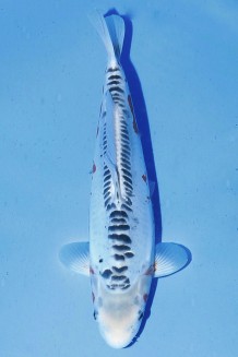 TATEGOI SHUSUI WEIBLICH Koi kaufen im Koishop