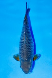 TATEGOI SORAGOI WEIBLICH Koi kaufen im Koishop