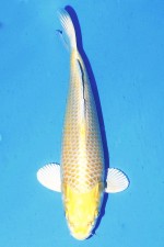 TATEGOI SPEZIAL VAMABUKI WEIBLICH